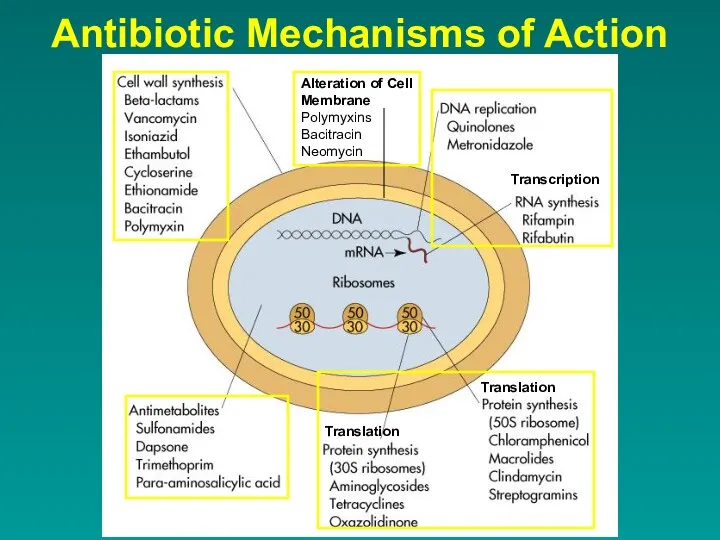 Antibiotic Mechanisms of Action Transcription Translation Translation Alteration of Cell Membrane Polymyxins Bacitracin Neomycin