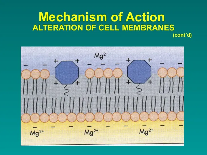 Mechanism of Action ALTERATION OF CELL MEMBRANES (cont’d)