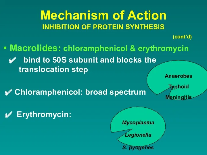 Mechanism of Action INHIBITION OF PROTEIN SYNTHESIS (cont’d) Macrolides: chloramphenicol