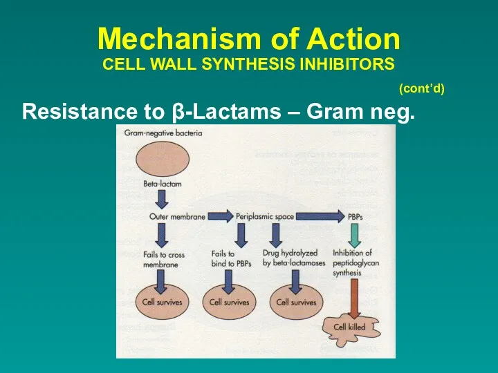 Resistance to β-Lactams – Gram neg. Mechanism of Action CELL WALL SYNTHESIS INHIBITORS (cont’d)