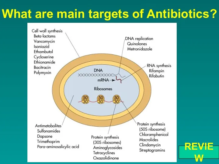 What are main targets of Antibiotics? REVIEW