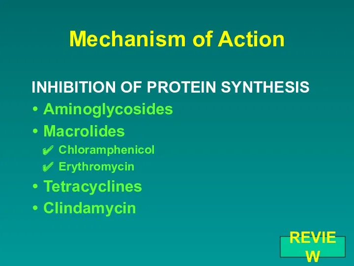 Mechanism of Action Aminoglycosides Macrolides Chloramphenicol Erythromycin Tetracyclines Clindamycin INHIBITION OF PROTEIN SYNTHESIS REVIEW