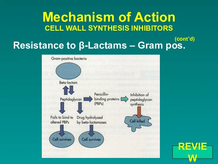 Resistance to β-Lactams – Gram pos. Mechanism of Action CELL WALL SYNTHESIS INHIBITORS (cont’d) REVIEW