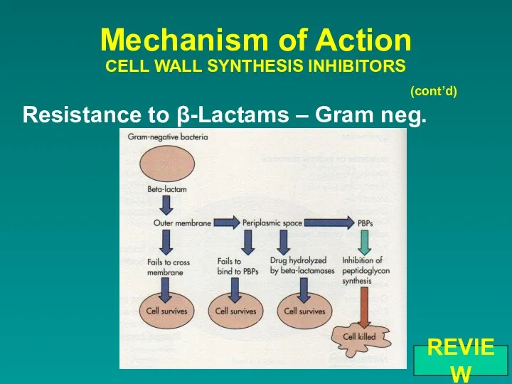 Resistance to β-Lactams – Gram neg. Mechanism of Action CELL WALL SYNTHESIS INHIBITORS (cont’d) REVIEW