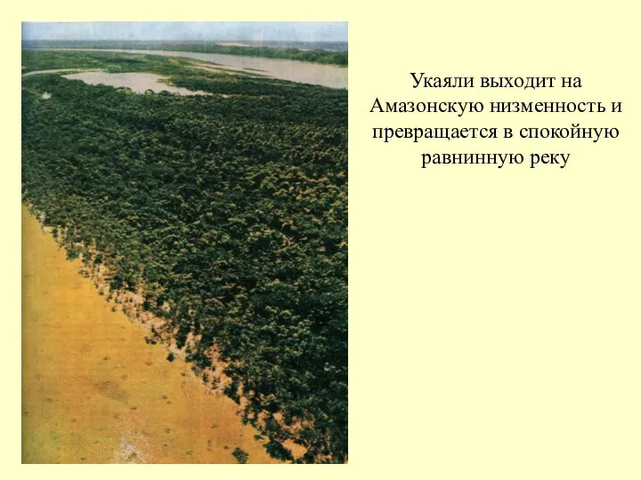 Укаяли выходит на Амазонскую низменность и превращается в спокойную равнинную реку