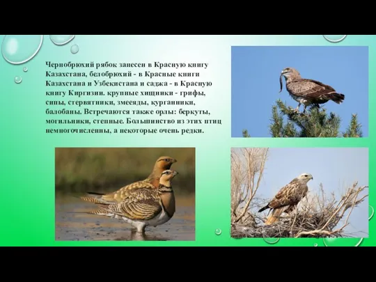 Чернобрюхий рябок занесен в Красную книгу Казахстана, белобрюхий - в