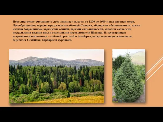 Пояс лиственно-смешанного леса занимает высоты от 1200 до 1600 м над уровнем моря.