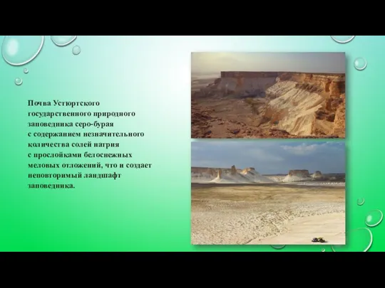 Почва Устюртского государственного природного заповедника серо-бурая с содержанием незначительного количества солей натрия с