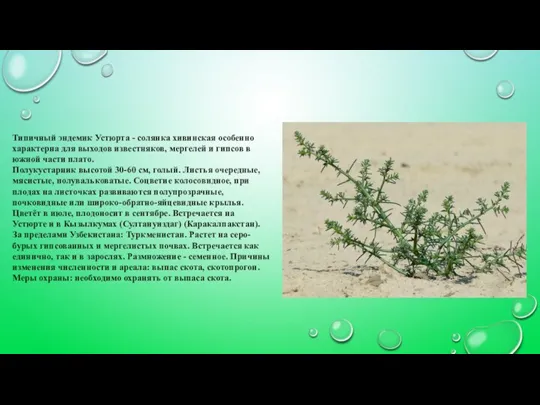 Типичный эндемик Устюрта - солянка хивинская особенно характерна для выходов известняков, мергелей и