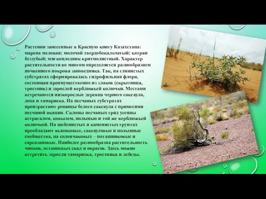 Растения занесенные в Красную книгу Казахстана: марена меловая; молочай твердобокальчатый; катран беззубый; мягкоплодник