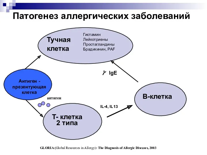 Патогенез аллергических заболеваний Тучная клетка B-клетка T- клетка 2 типа