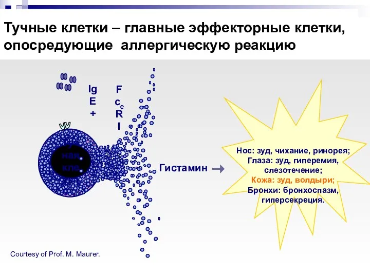 Тучные клетки – главные эффекторные клетки, опосредующие аллергическую реакцию Тучная