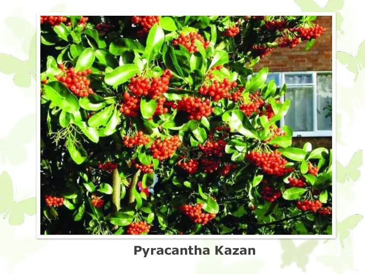 Pyracantha Kazan