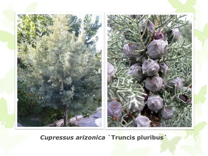 Cupressus arizonica `Truncis pluribus`