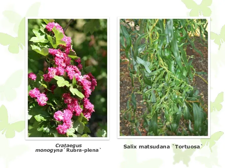 Crataegus monogyna`Rubra-plena` Salix matsudana `Tortuosa`