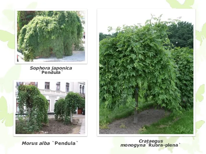 Sophora japonica `Pendula` Morus alba `Pendula` Crataegus monogyna`Rubra-plena`