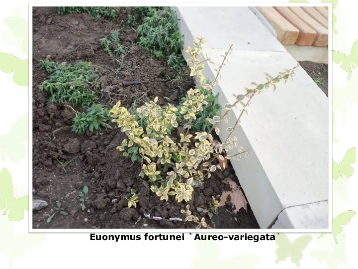 Euonymus fortunei `Aureo-variegata`