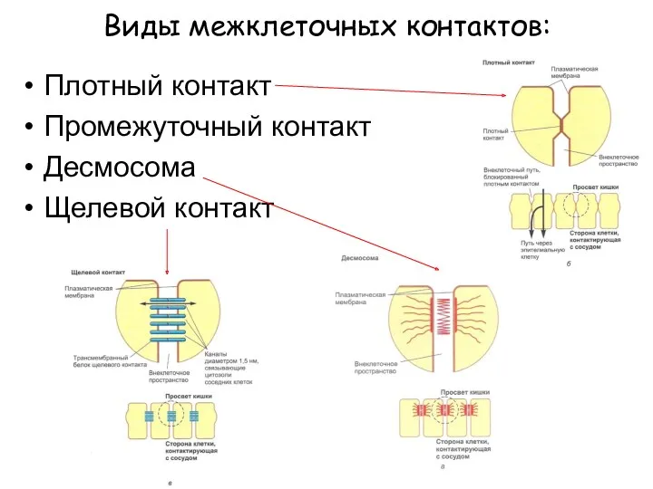 Виды межклеточных контактов: Плотный контакт Промежуточный контакт Десмосома Щелевой контакт