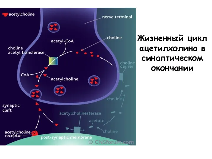 Жизненный цикл ацетилхолина в синаптическом окончании