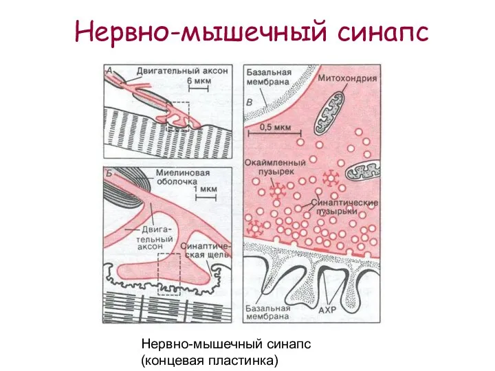 Нервно-мышечный синапс (концевая пластинка) Нервно-мышечный синапс