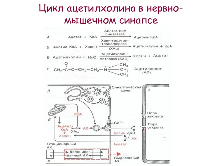 Цикл ацетилхолина в нервно-мышечном синапсе