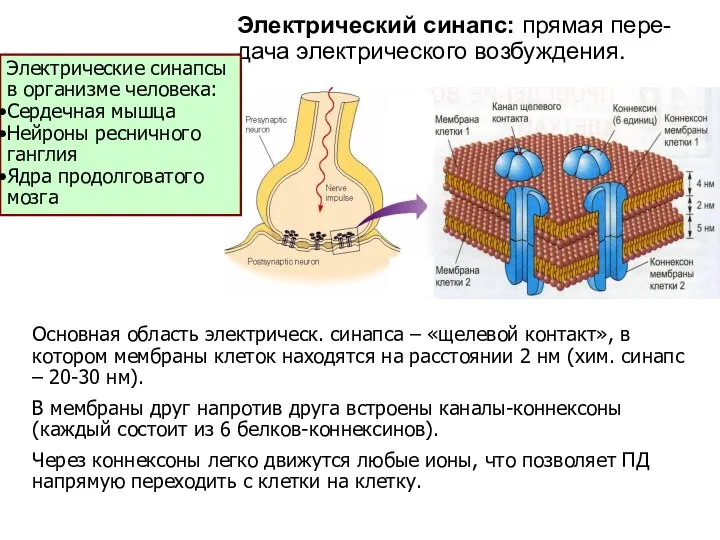 Основная область электрическ. синапса – «щелевой контакт», в котором мембраны