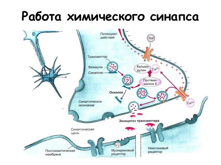 Работа химического синапса