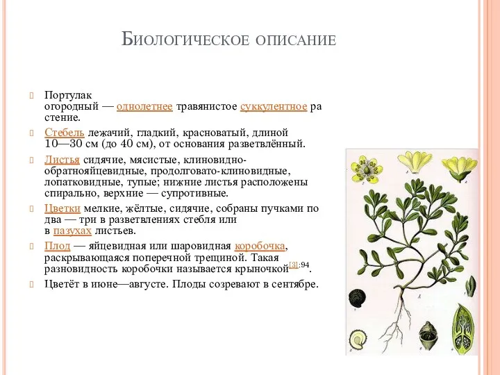 Биологическое описание Портулак огородный — однолетнее травянистое суккулентное растение. Стебель лежачий, гладкий, красноватый,