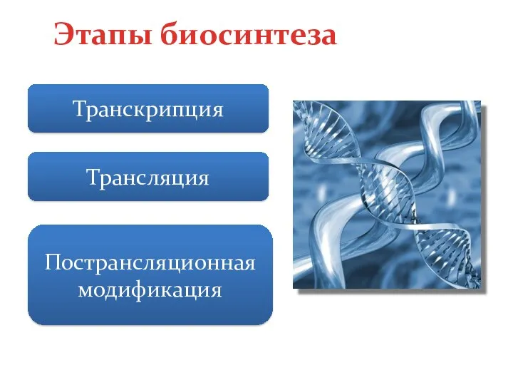 Этапы биосинтеза Транскрипция Трансляция Пострансляционная модификация