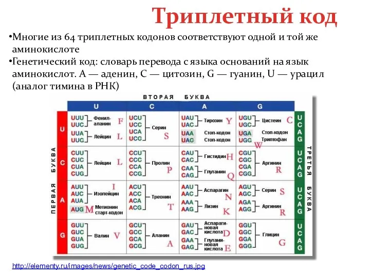 Триплетный код Многие из 64 триплетных кодонов соответствуют одной и