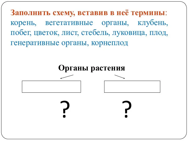 Заполнить схему, вставив в неё термины: корень, вегетативные органы, клубень,