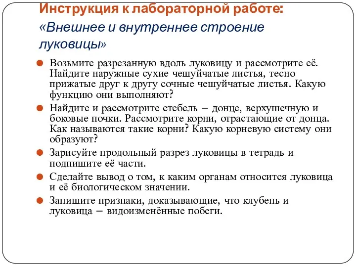 Инструкция к лабораторной работе: «Внешнее и внутреннее строение луковицы» Возьмите