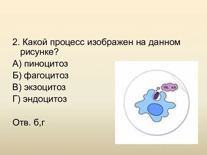 2. Какой процесс изображен на данном рисунке? А) пиноцитоз Б) фагоцитоз В) экзоцитоз