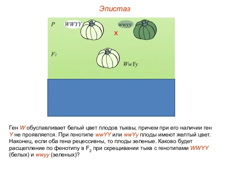 Ген W обуславливает белый цвет плодов тыквы, причем при его