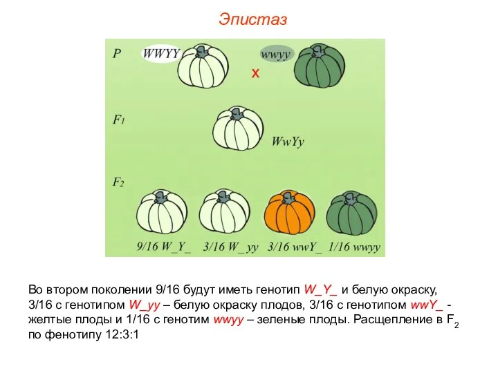 Во втором поколении 9/16 будут иметь генотип W_Y_ и белую