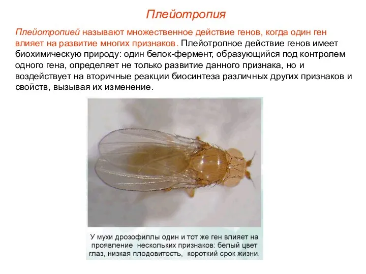 Плейотропией называют множественное действие генов, когда один ген влияет на