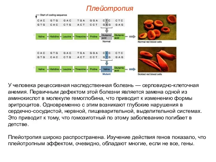 Плейотропия У человека рецессивная наследственная болезнь — серповидно-клеточная анемия. Первичным