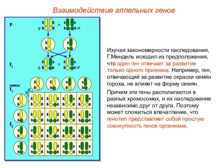 Изучая закономерности наследования, Г.Мендель исходил из предположения, что один ген