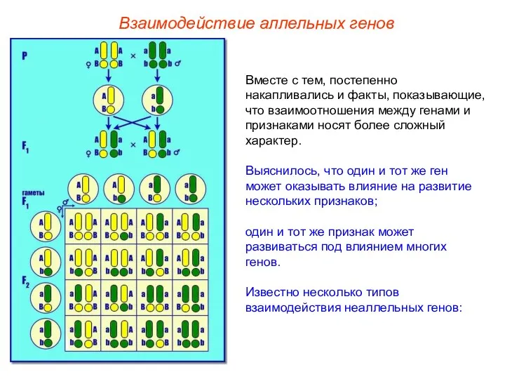 Взаимодействие аллельных генов Вместе с тем, постепенно накапливались и факты,