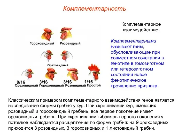 Комплементарность Комплементарное взаимодействие. Комплементарными называют гены, обусловливающие при совместном сочетании