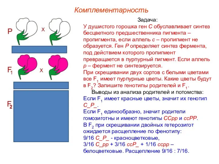 Задача: У душистого горошка ген С обуславливает синтез бесцветного предшественника