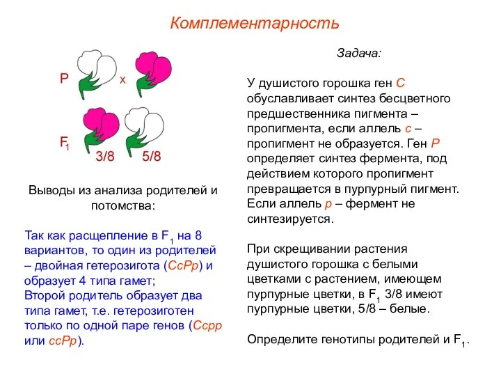 Задача: У душистого горошка ген С обуславливает синтез бесцветного предшественника