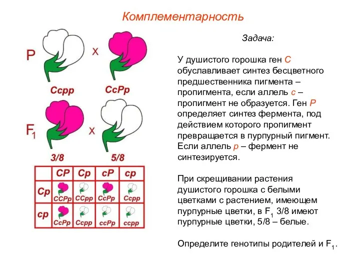 Комплементарность Задача: У душистого горошка ген С обуславливает синтез бесцветного