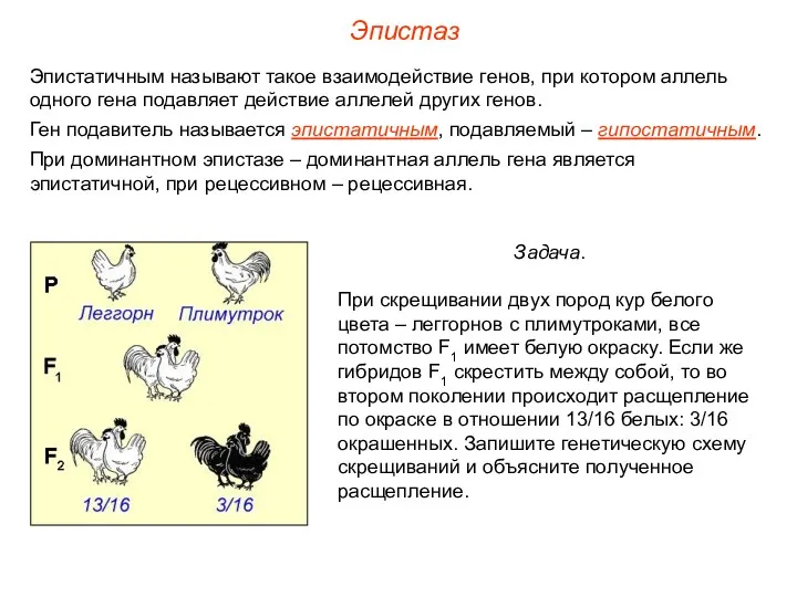 Эпистатичным называют такое взаимодействие генов, при котором аллель одного гена