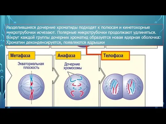 Разделившиеся дочерние хроматиды подходят к полюсам и кинетохорные микротрубочки исчезают.