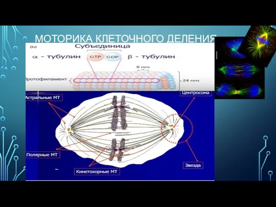 МОТОРИКА КЛЕТОЧНОГО ДЕЛЕНИЯ