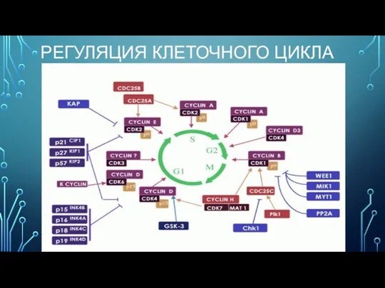 РЕГУЛЯЦИЯ КЛЕТОЧНОГО ЦИКЛА