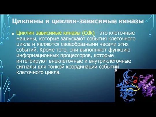 Циклины и циклин-зависимые киназы Циклин зависимые киназы (Cdk) - это