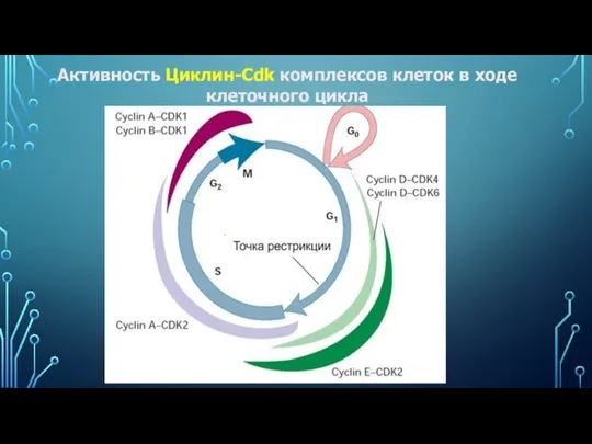 Активность Циклин-Cdk комплексов клеток в ходе клеточного цикла