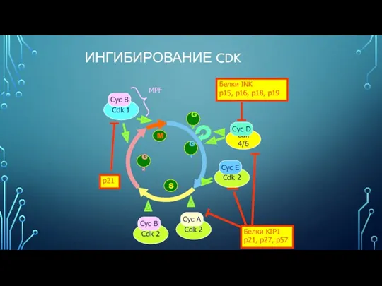 ИНГИБИРОВАНИЕ CDK S G2 G1 M G0 MPF Белки KIP1